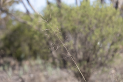 Austrostipa acrociliata