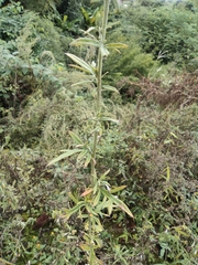 Artemisia umbrosa