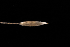 Austrostipa acrociliata