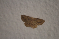 Periclina syctaria