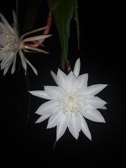 Epiphyllum