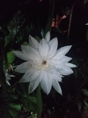 Epiphyllum
