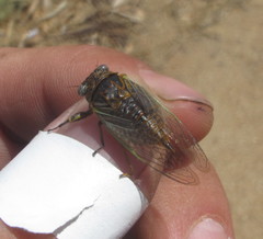 Chilecicada mapuchensis