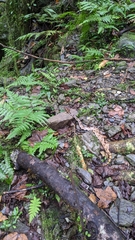 Deinagkistrodon acutus