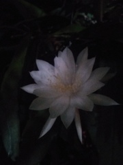 Epiphyllum