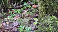 Deinagkistrodon acutus