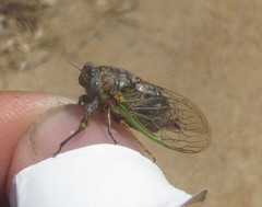 Chilecicada mapuchensis