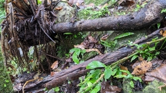 Deinagkistrodon acutus