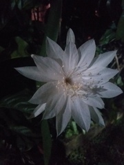 Epiphyllum