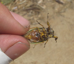 Chilecicada mapuchensis