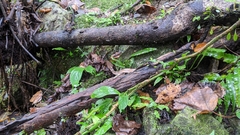 Deinagkistrodon acutus