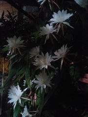 Epiphyllum