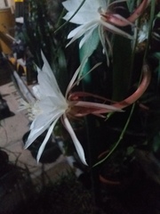 Epiphyllum