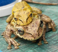 Osteopilus dominicensis