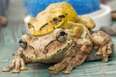 Osteopilus dominicensis