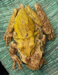 Osteopilus dominicensis