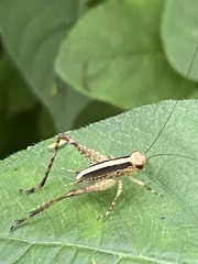 Eneoptera