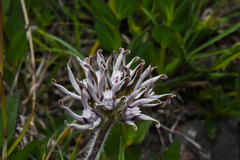 Oxypetalum marchesii
