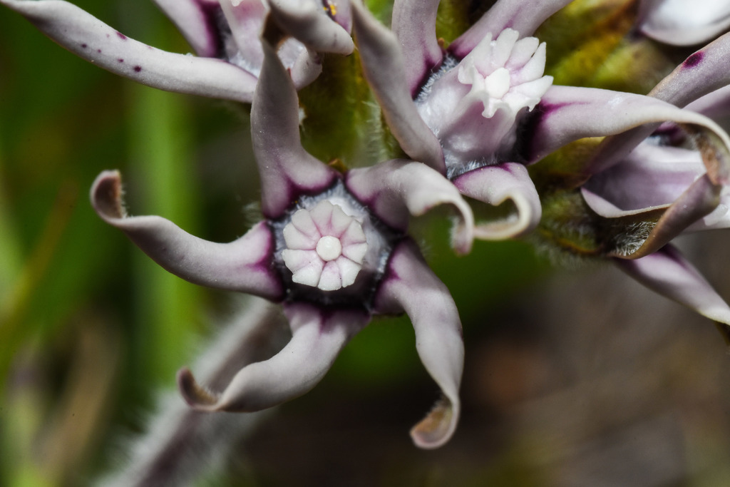Oxypetalum
