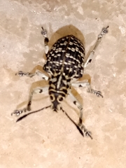 Cydianerus latruncularius