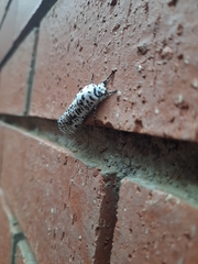 Azygophleps leopardina