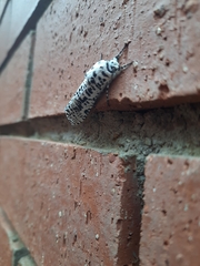 Azygophleps leopardina