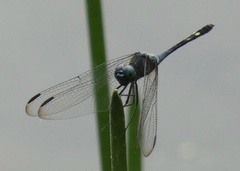 Micrathyria artemis