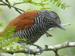 Thamnophilus palliatus