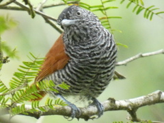 Thamnophilus palliatus