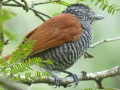 Thamnophilus palliatus