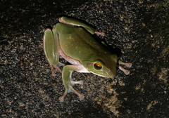 Zhangixalus schlegelii