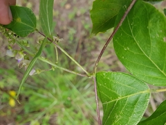 Phaseolus xanthotrichus