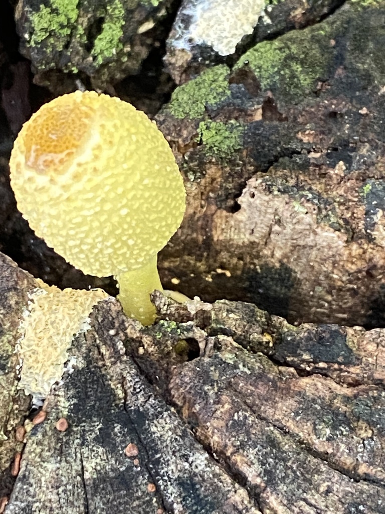 Leucocoprinus birnbaumii · November 2020 · photo: © jeanpaulboerekamps (iNaturalist, cc0)