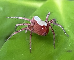 Oxyopes niveosigillatus