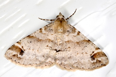 Syneora hemeropa