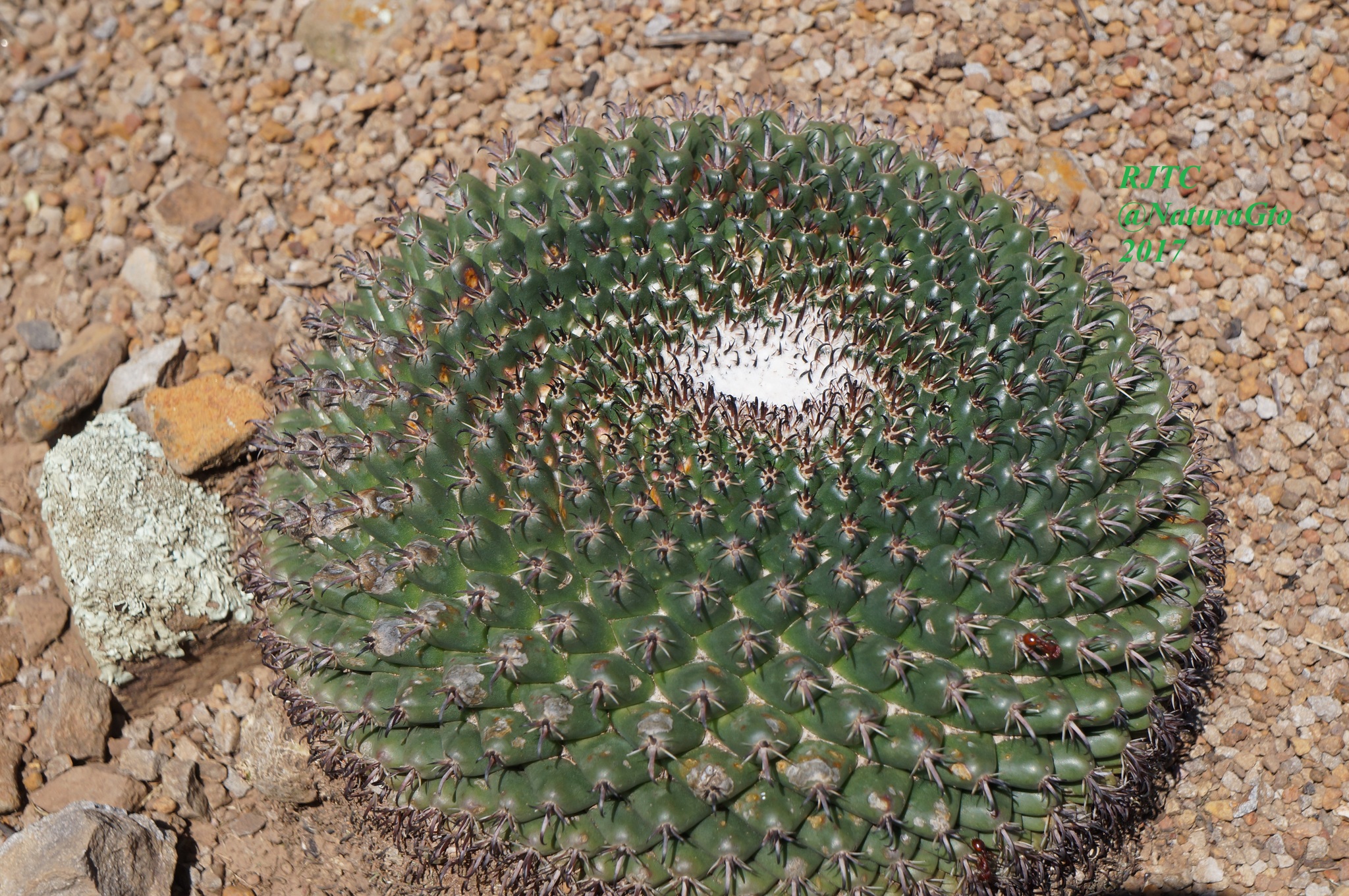 Mammillaria uncinata  iNaturalist
