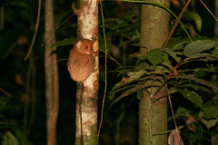 Cephalopachus bancanus borneanus