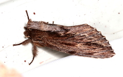Hylaeora capucina