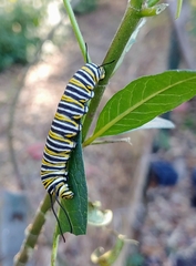 Danaus plexippus