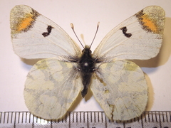 Zegris eupheme