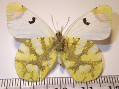 Zegris eupheme