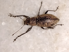 Naupactus versatilis
