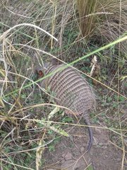 Chaetophractus vellerosus