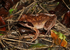 Rana ornativentris