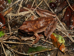 Rana ornativentris