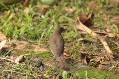 Turdus hauxwelli