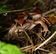 Rana ornativentris