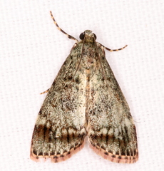 Stericta concisella