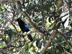 Cyanocorax melanocyaneus