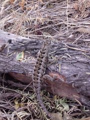 Stenocercus doellojuradoi